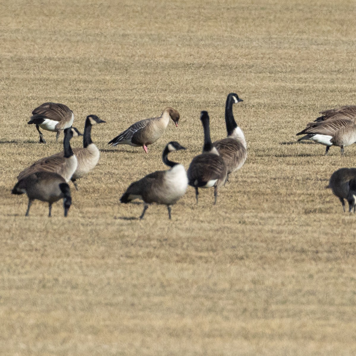 Pink-footed Goose - ML631811713