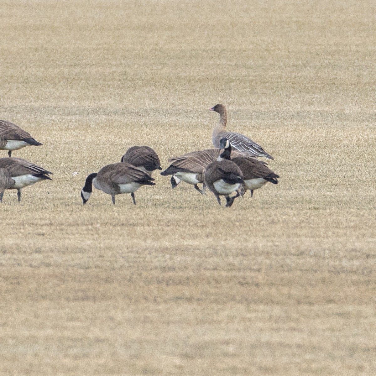Pink-footed Goose - ML631811714