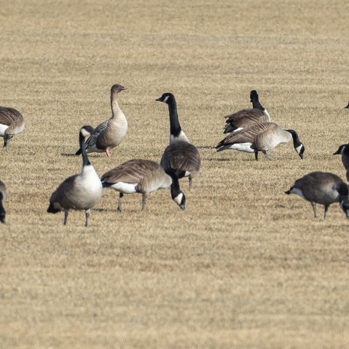 Pink-footed Goose - ML631811715