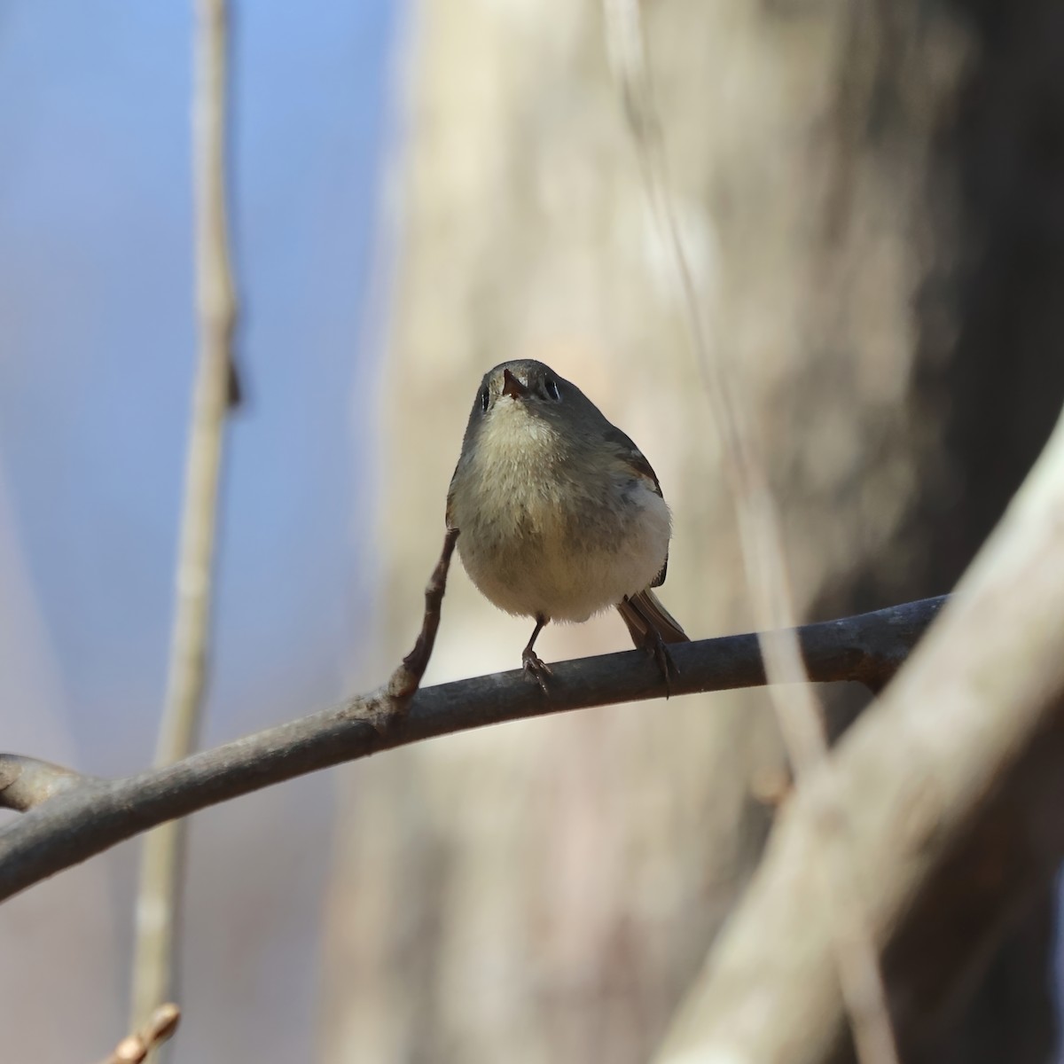 Ruby-crowned Kinglet - ML631811724