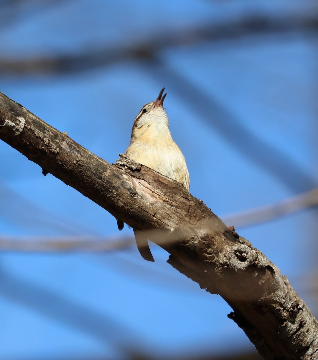Carolina Wren - ML631811740