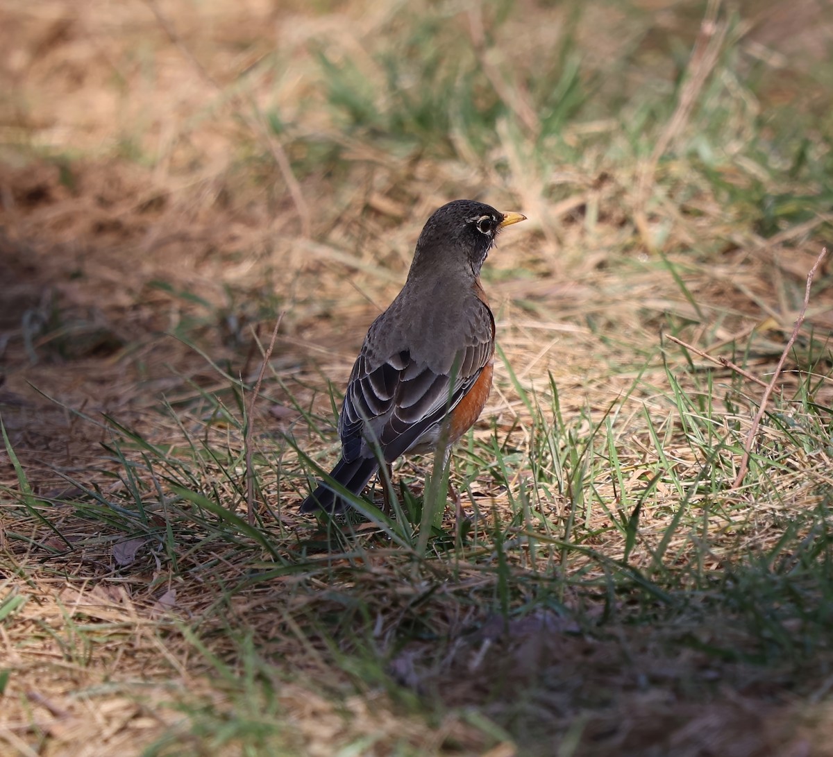 American Robin - ML631811747