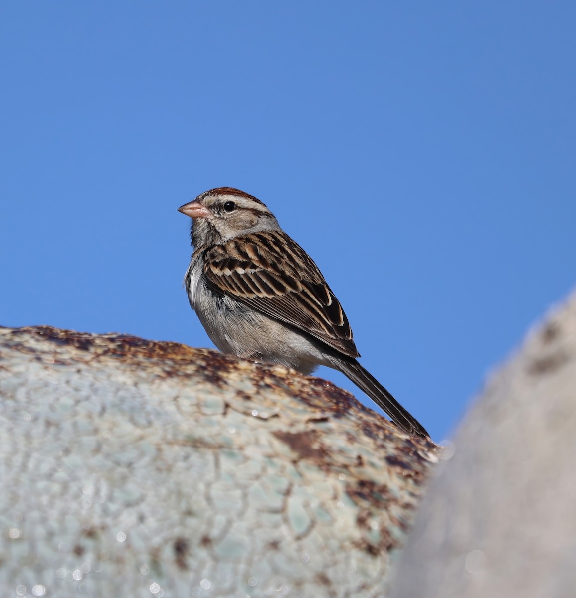Chipping Sparrow - ML631811757