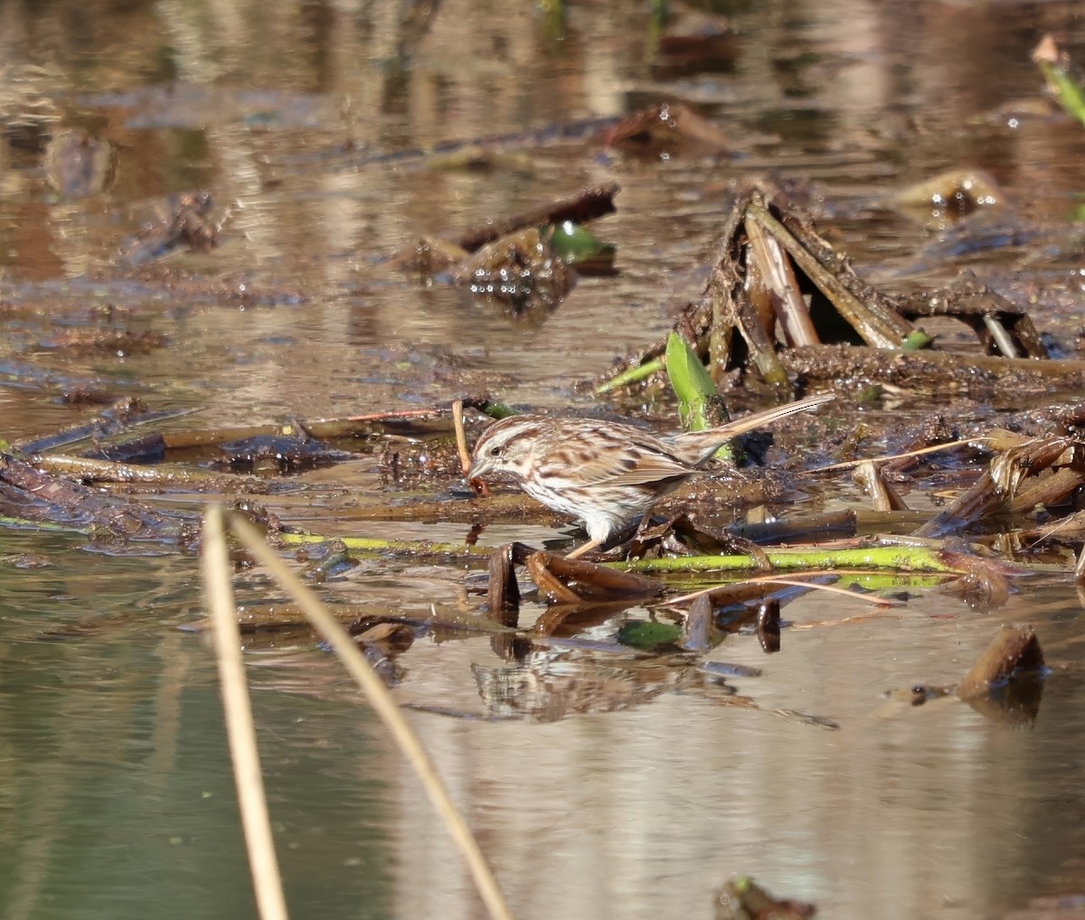 Song Sparrow - ML631811773