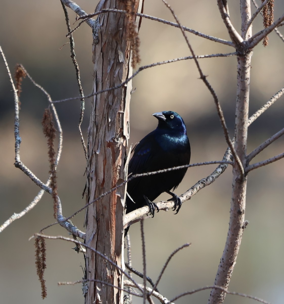 Common Grackle - ML631811784