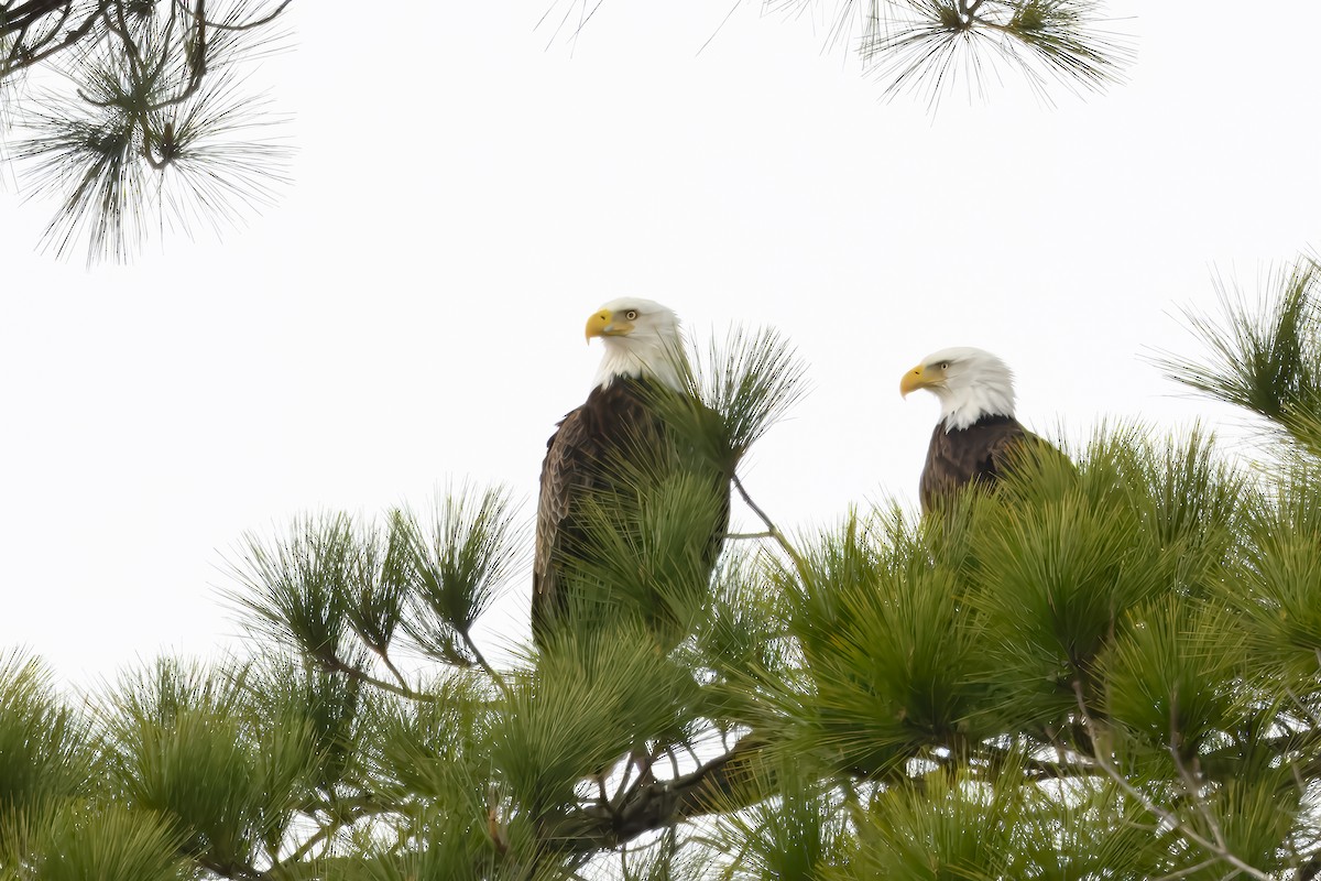 Bald Eagle - ML631811817
