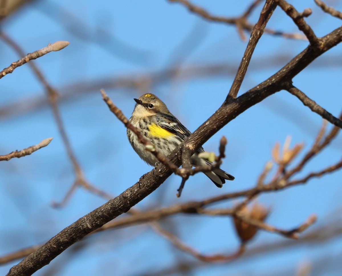Yellow-rumped Warbler - ML631811826