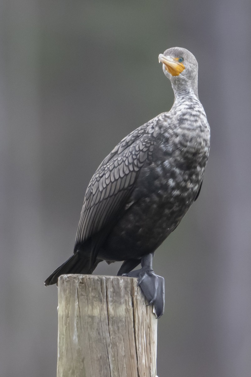 Double-crested Cormorant - ML631811831