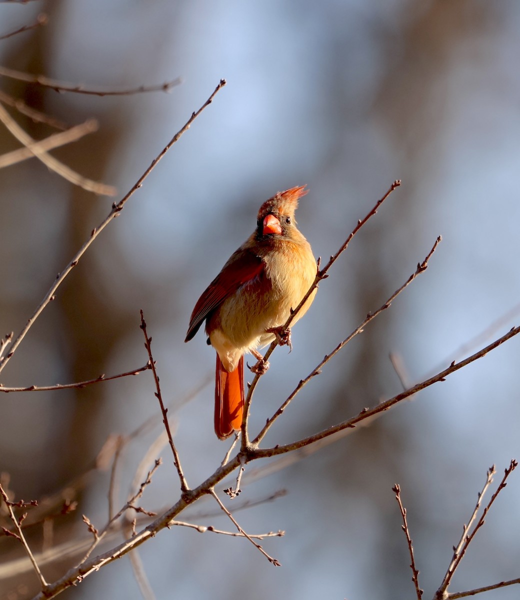 Northern Cardinal - ML631811843