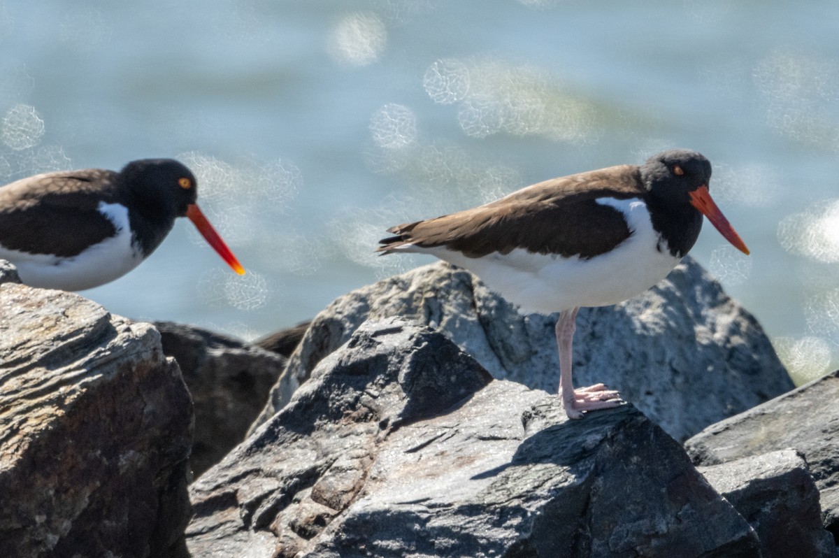 American Oystercatcher - ML631811870