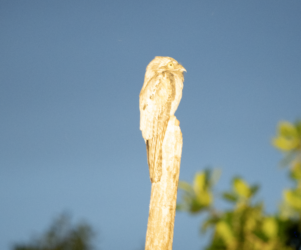 Northern Potoo - ML631812359