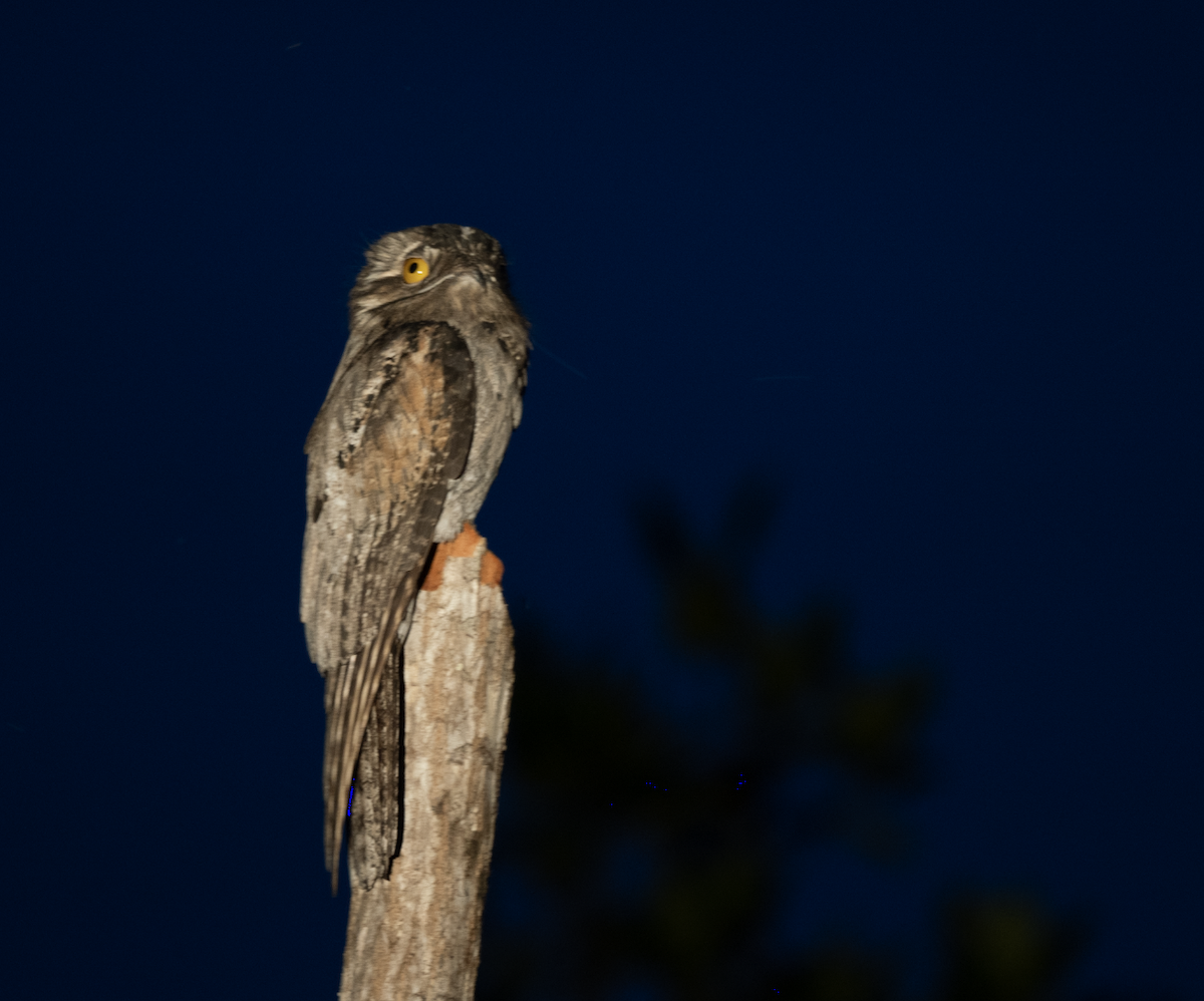 Northern Potoo - ML631812401