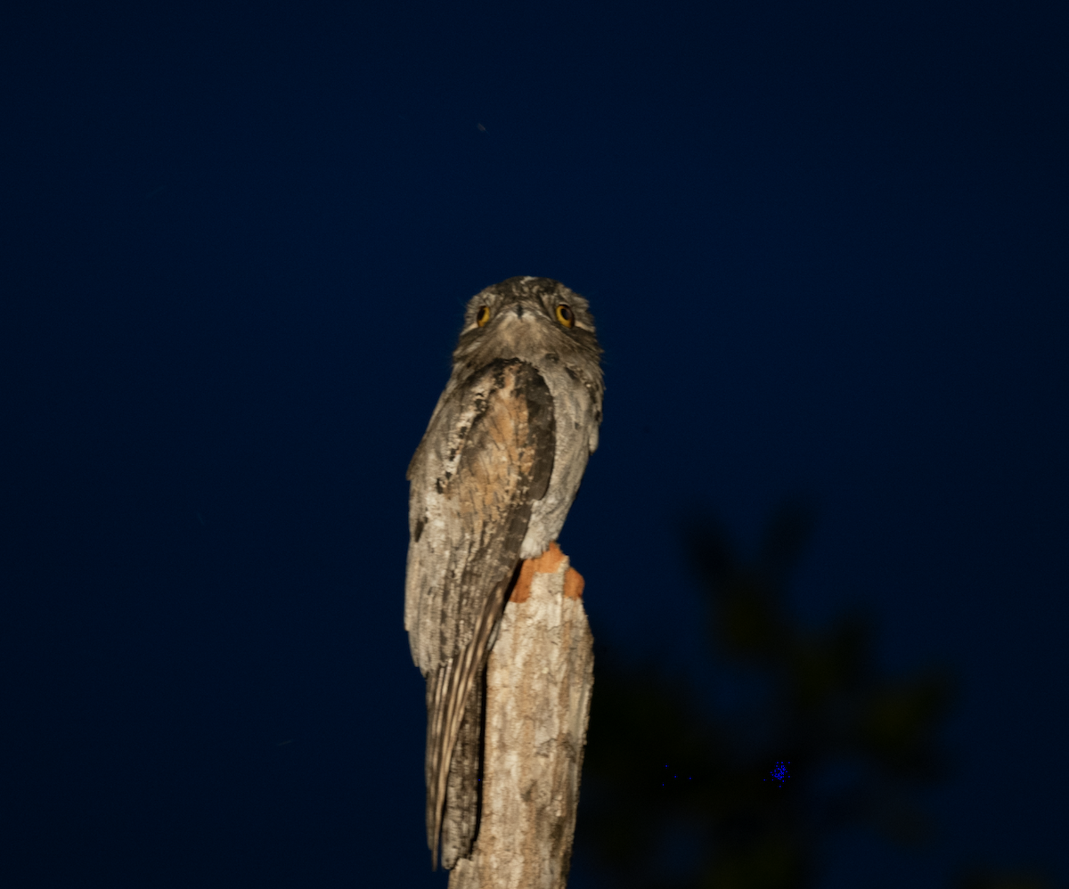 Northern Potoo - ML631812411