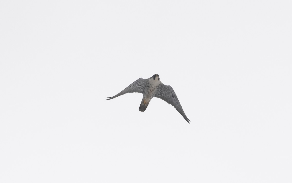Peregrine Falcon - ML631812848