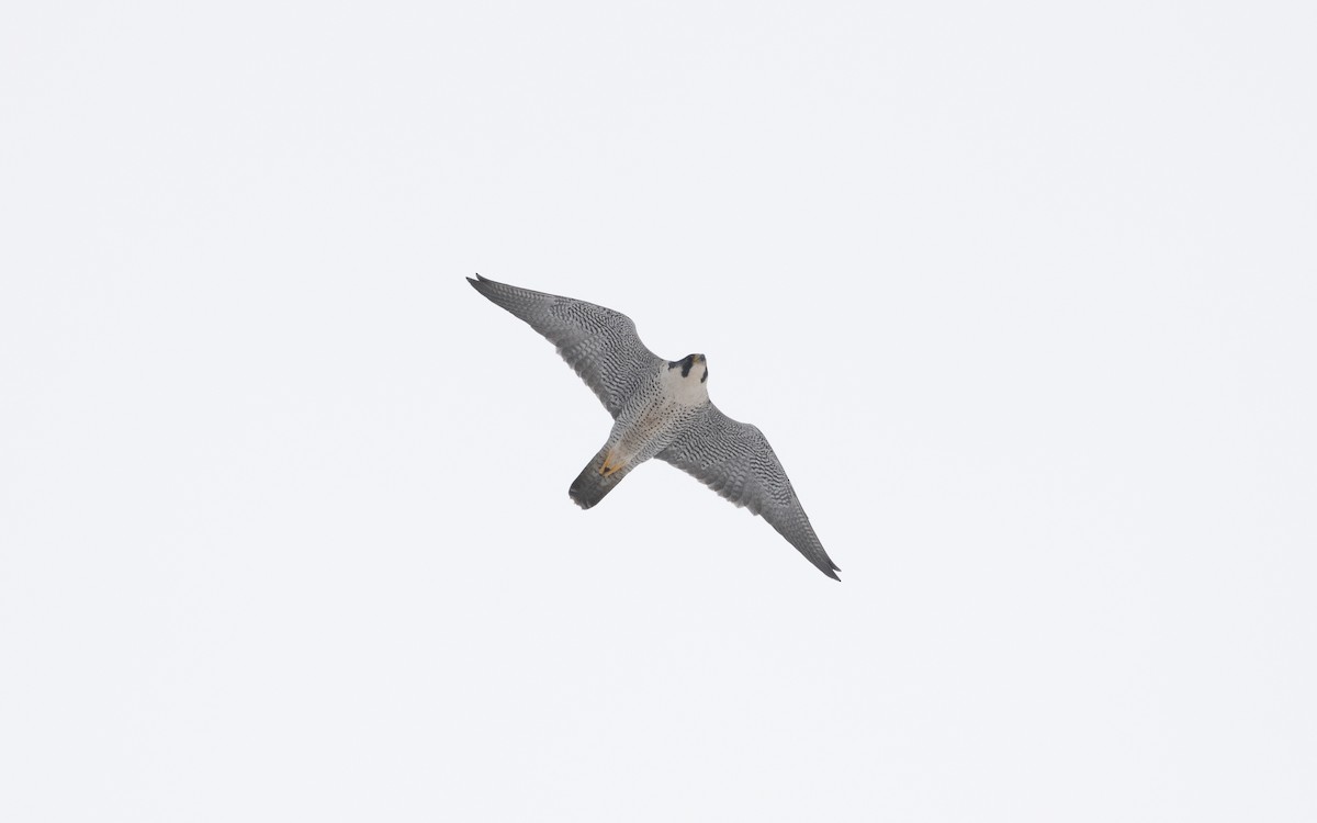 Peregrine Falcon - ML631812849