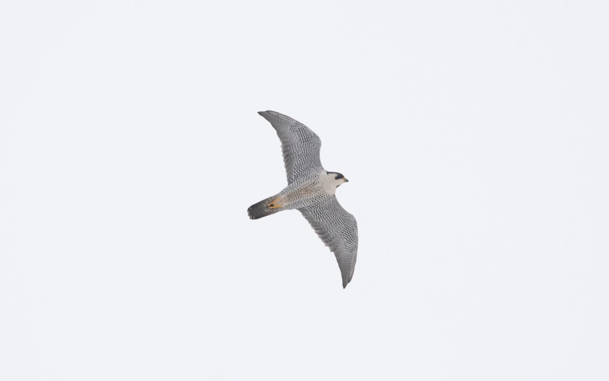 Peregrine Falcon - ML631812850