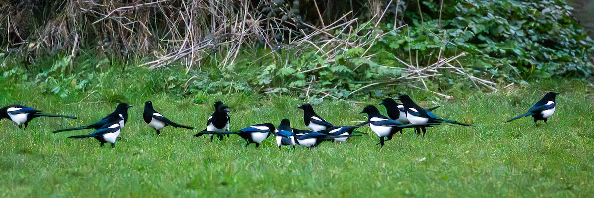 Eurasian Magpie (Eurasian) - ML631812892