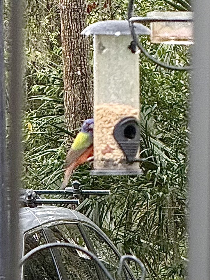 Painted Bunting - ML631813008