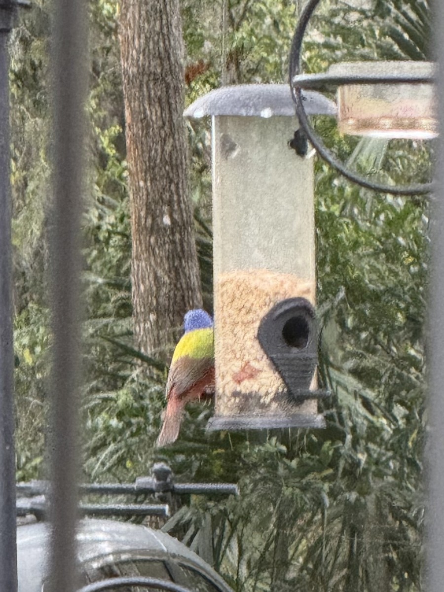 Painted Bunting - ML631813009
