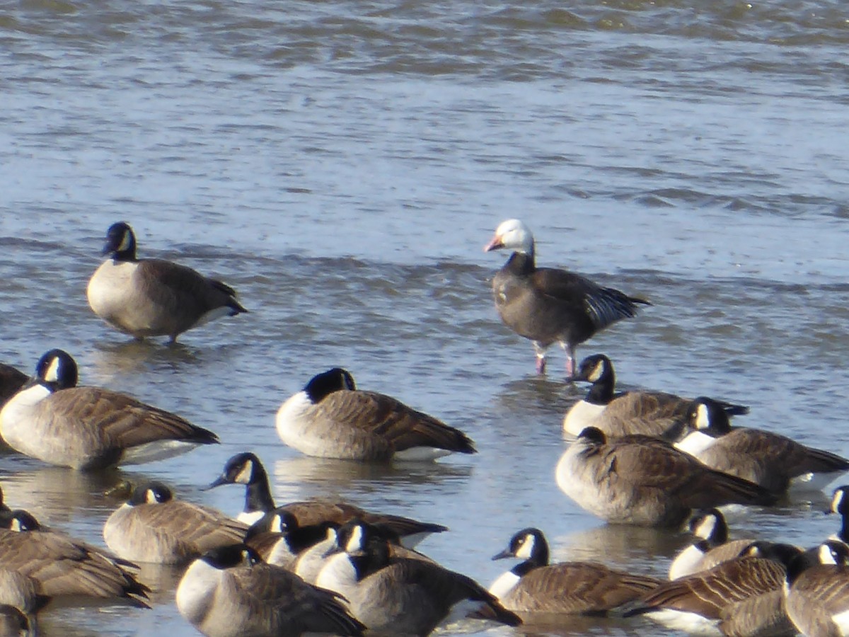 Snow Goose - ML631813230