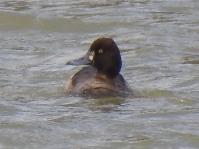 Lesser Scaup - ML631813290