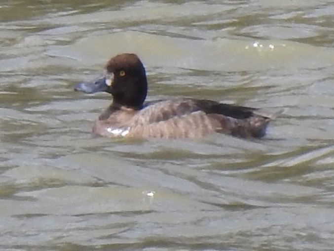 Lesser Scaup - ML631813291