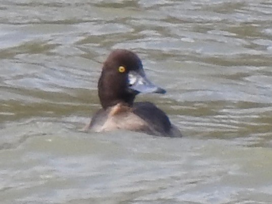 Lesser Scaup - ML631813292