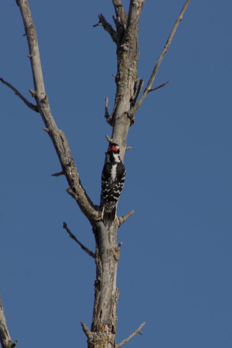 Hairy Woodpecker - ML631813309