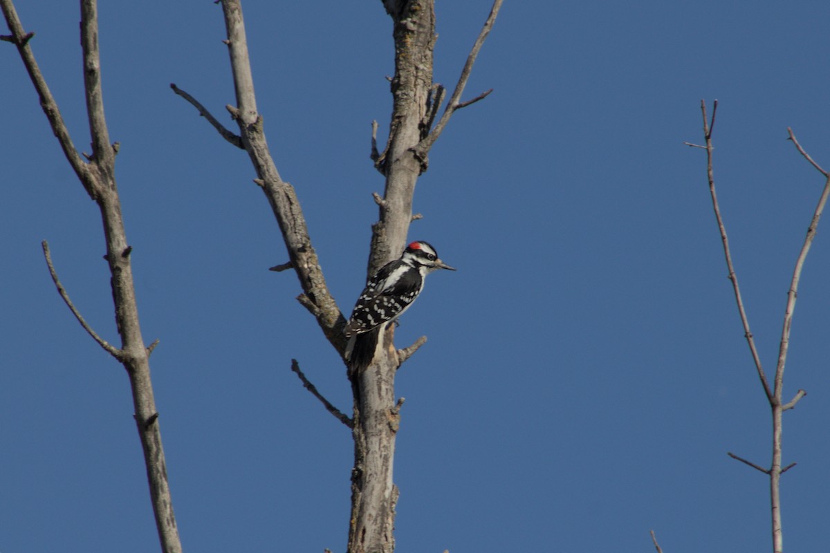 Hairy Woodpecker - ML631813310
