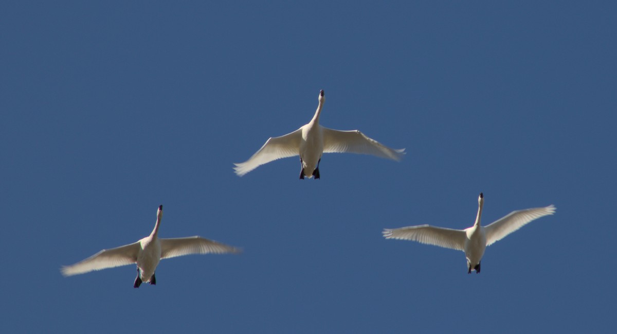 Tundra Swan - ML631813398