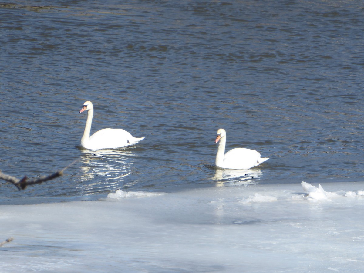 疣鼻天鵝 - ML631813661