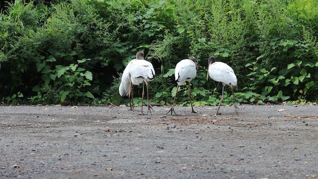 Wood Stork - ML631813809