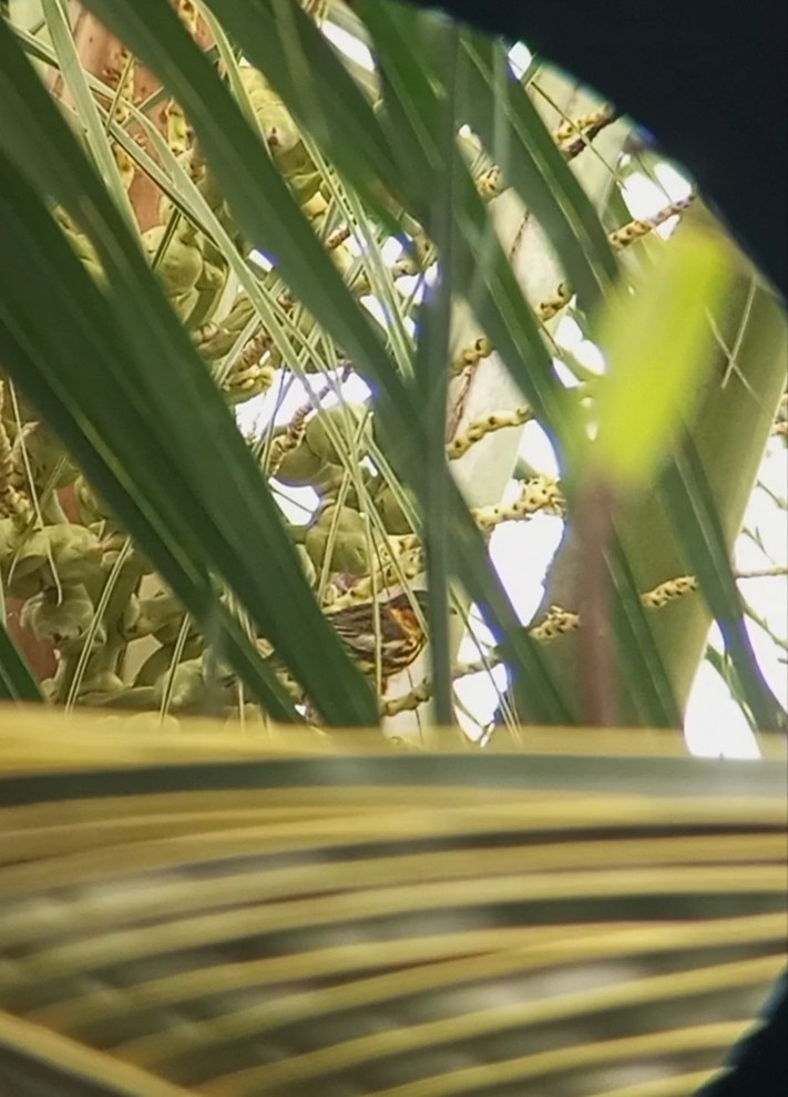 Cape May Warbler - ML631813925