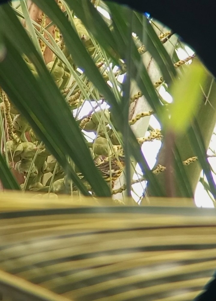 Cape May Warbler - ML631813926