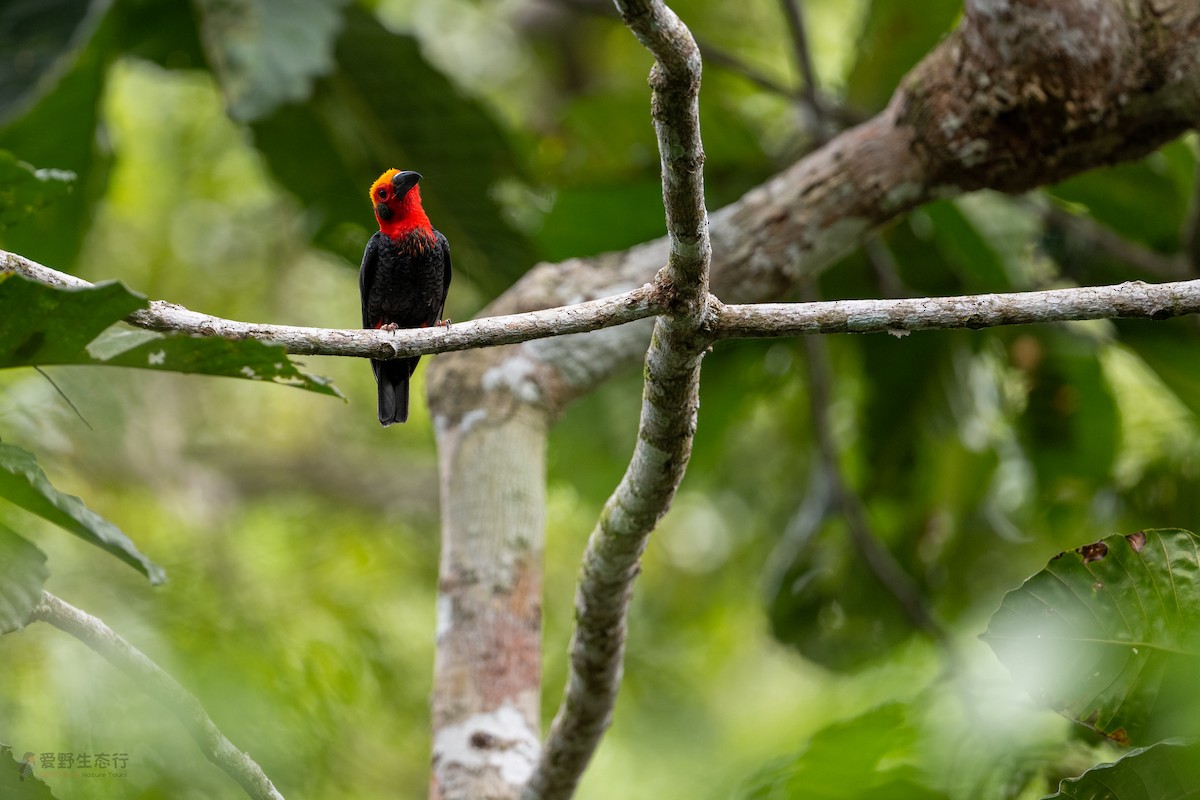 Bornean Bristlehead - ML631814115