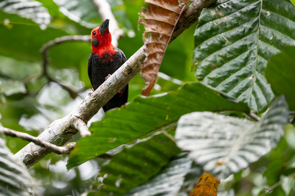 Bornean Bristlehead - ML631814116