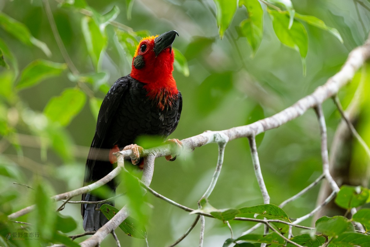 Bornean Bristlehead - ML631814117