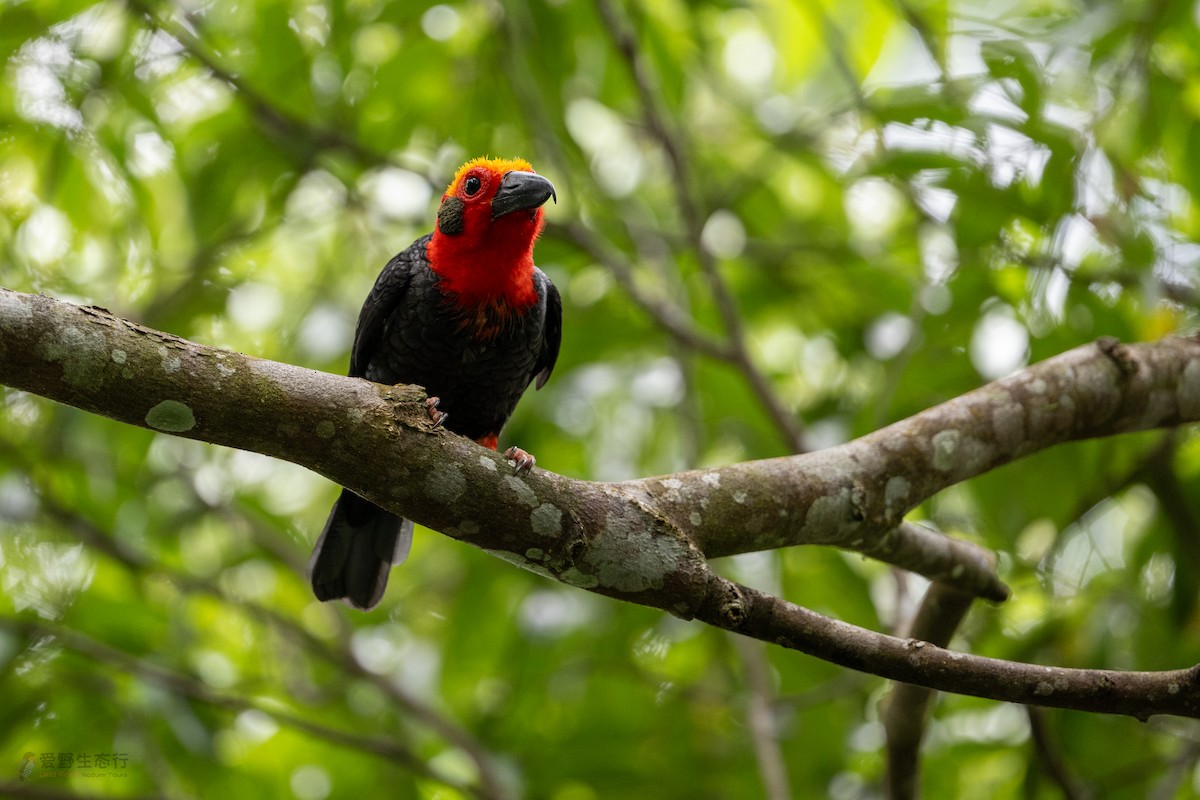 Bornean Bristlehead - ML631814118