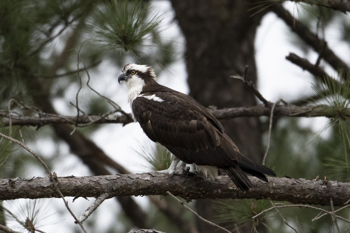 Osprey - ML631814177