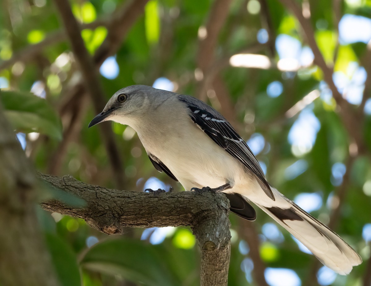 Tropical Mockingbird - ML631814415