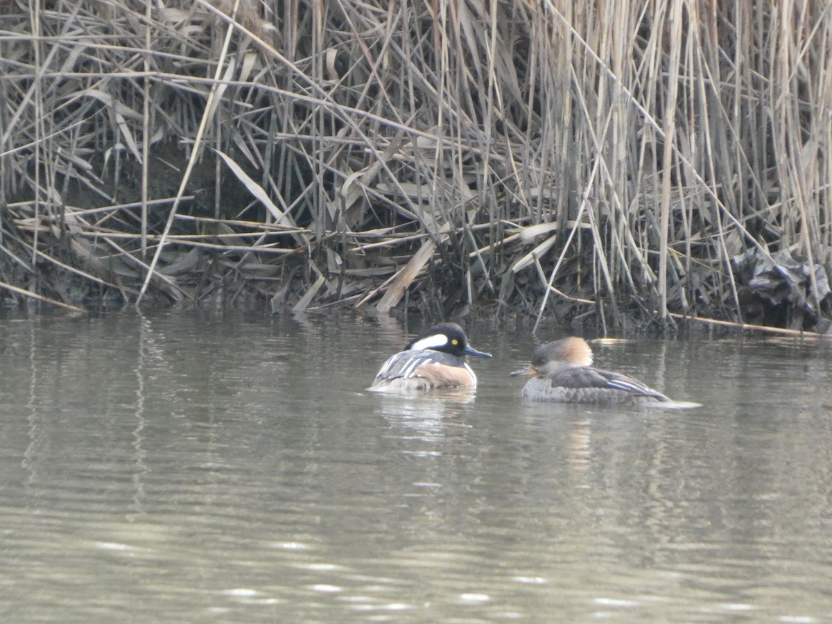 Hooded Merganser - ML631814450