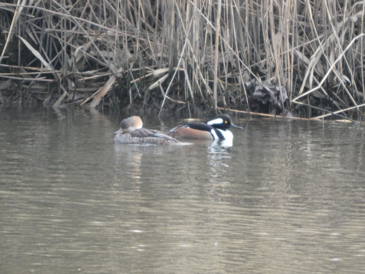 Hooded Merganser - ML631814451