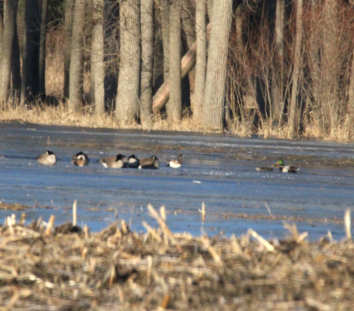 American Wigeon - ML631814482