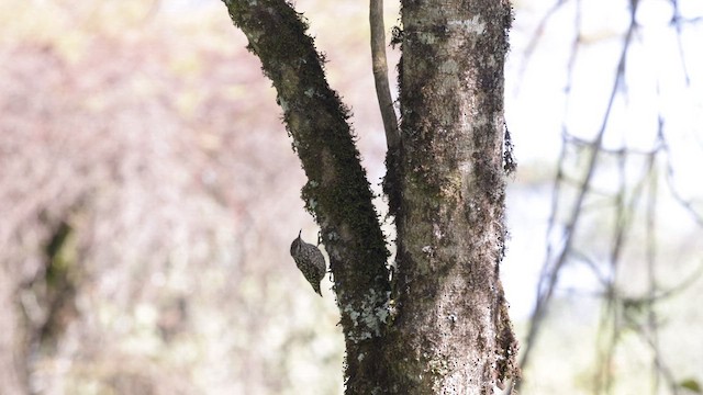 Salpornis de Salvadori - ML631814485