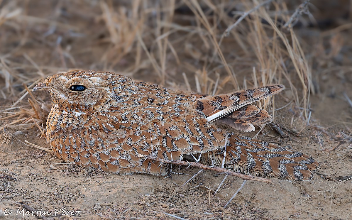 Golden Nightjar - ML631814558