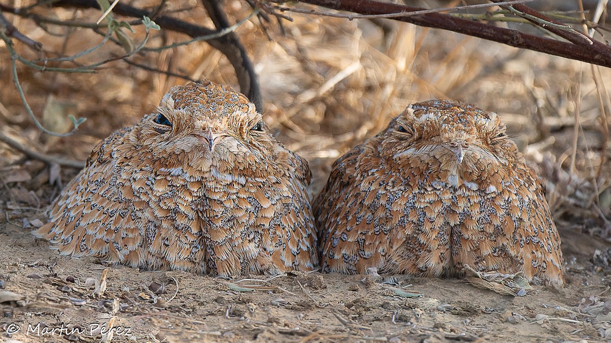 Golden Nightjar - Martín Pérez