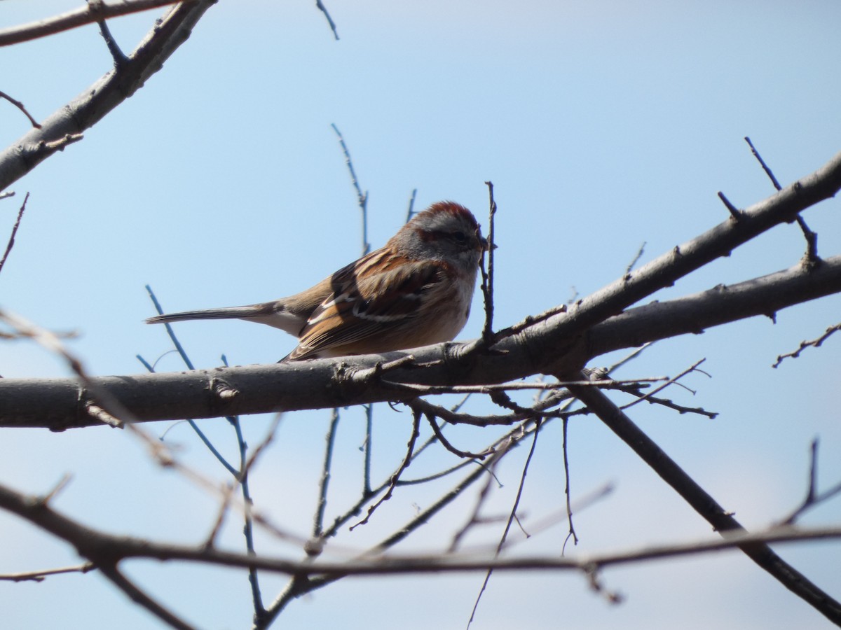 American Tree Sparrow - ML631814590