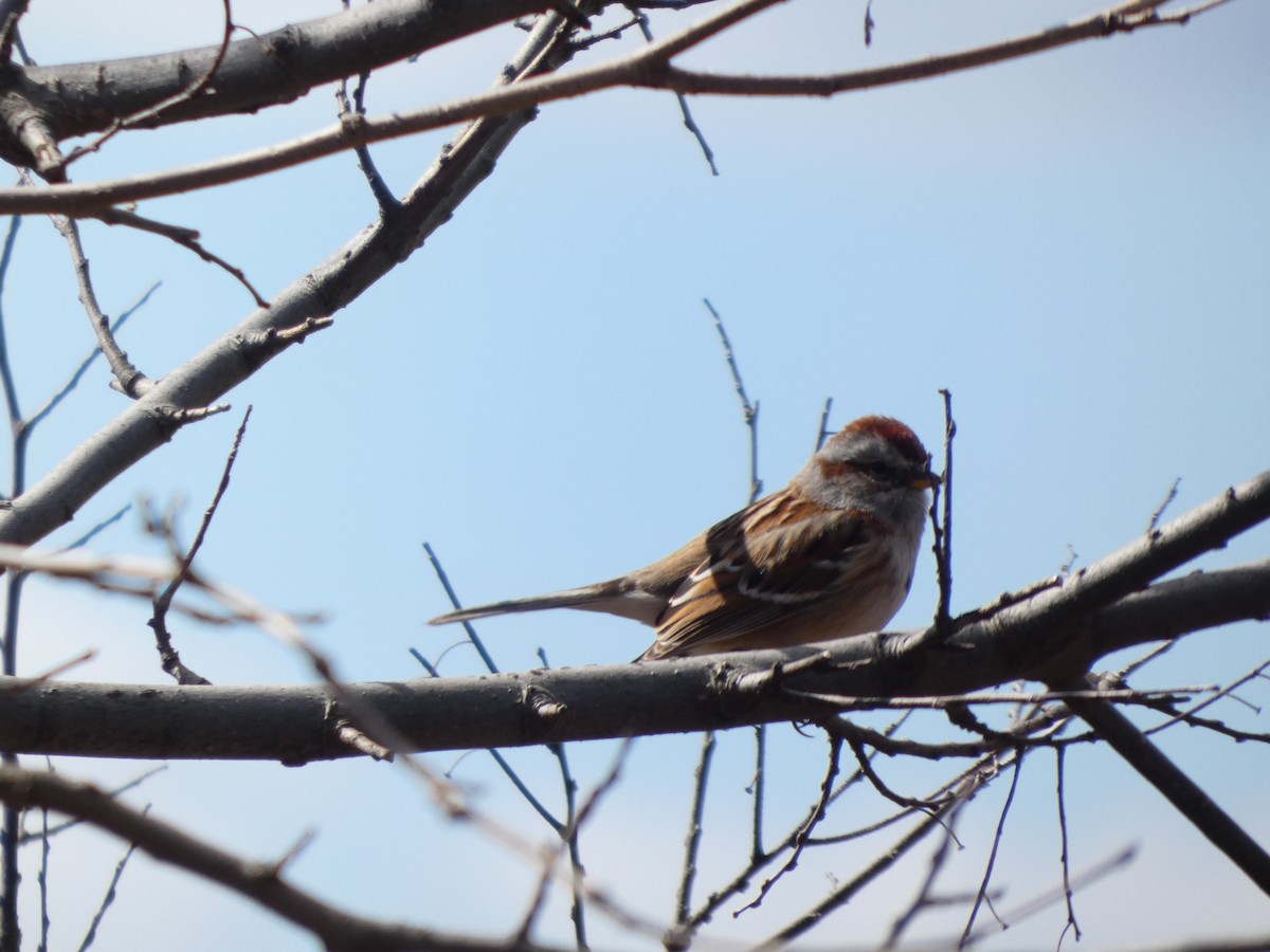 American Tree Sparrow - ML631814591