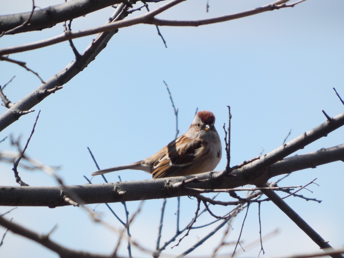 American Tree Sparrow - ML631814592