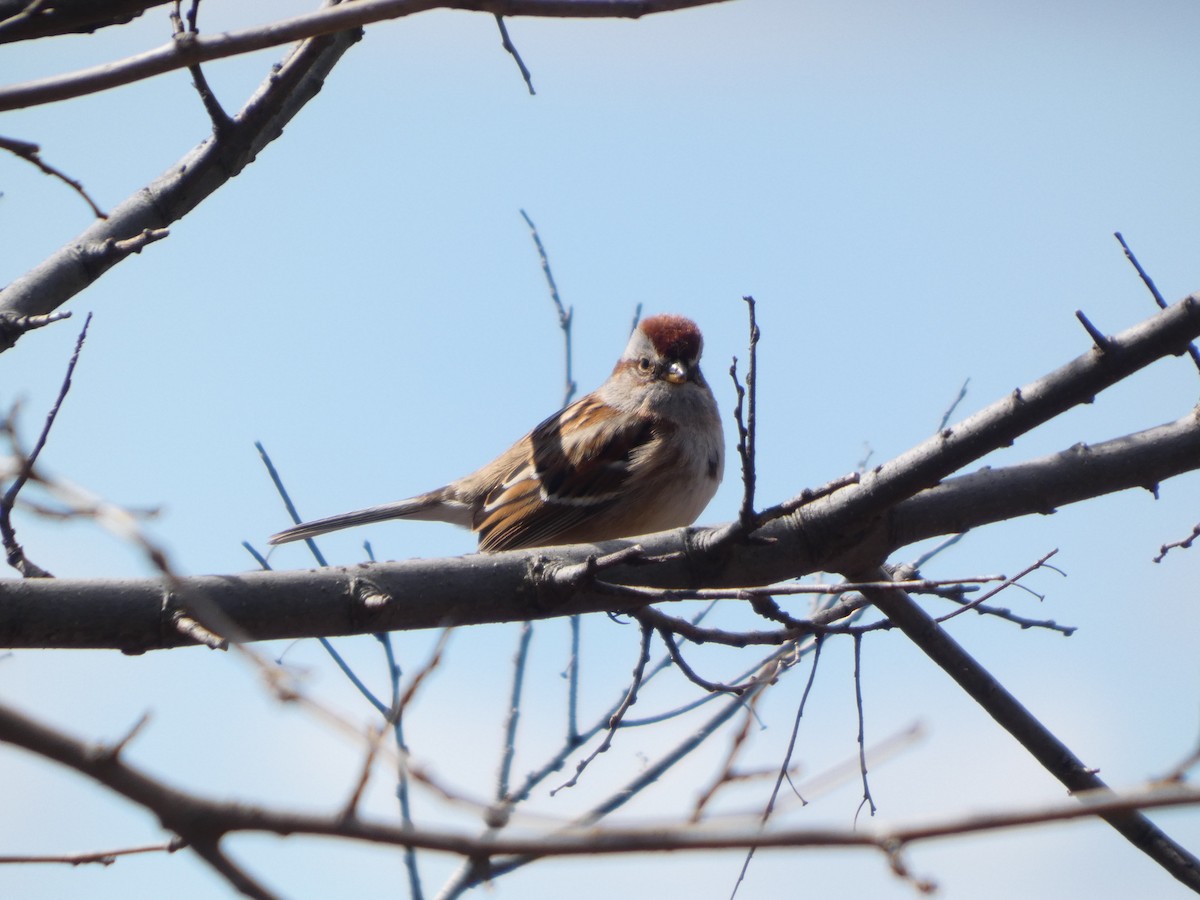 American Tree Sparrow - ML631814593